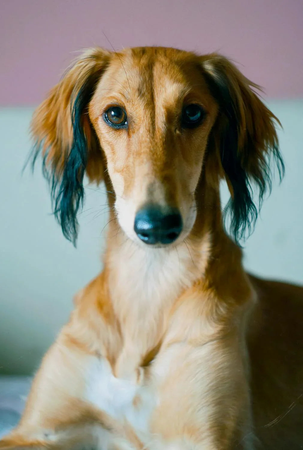 Chien